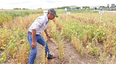 Bolivia prepara nueva soya transgénica resistente a plagas y sequía ...
