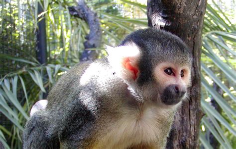 Bolivian Squirrel Monkey | Perth Zoo