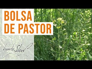 Bolsa de pastor Capsella bursa pastoris