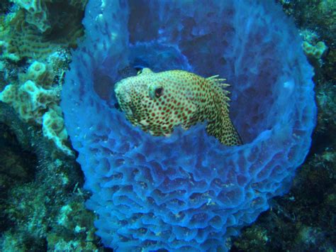 Bonaire 2008: Exploring Coral Reef Sustainability with New ...