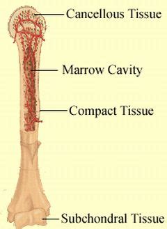 Bone Cancer   Sign and Symptoms   Your Health