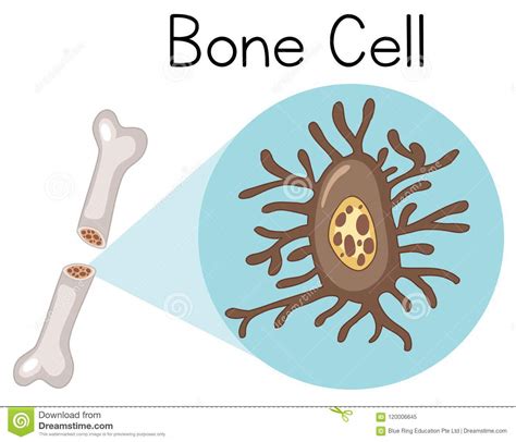 Bone Cell On White Background Stock Vector   Illustration ...