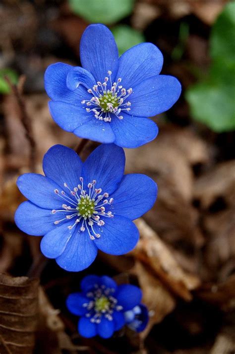 Bonitas flores azules | Pretty blue flowers | FLORES ...