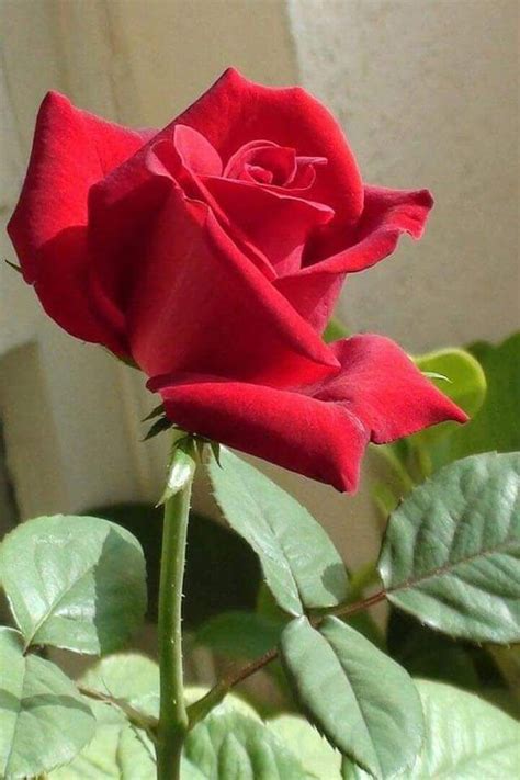 bonitas imágenes de rosas – Google Поиск | Rose flower, Beautiful red ...