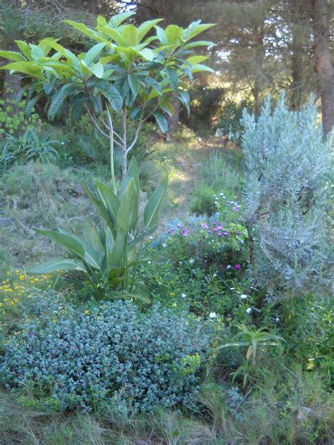 Bonito conjunto de plantas mediterraneas | Plants