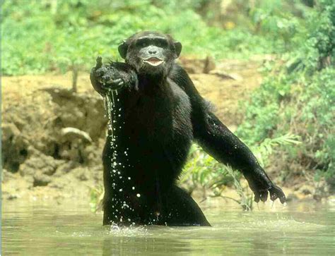 Bonobos eat other primates too | Birds of Eden Free Flight ...