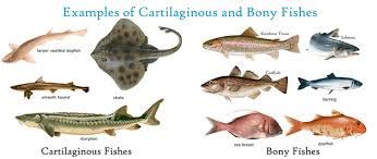 Bony and Cartilaginous fish: Types, characteristics and ...