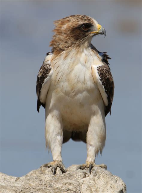 Booted Eagle | Aves de compañía, Aguila, Aves rapaces