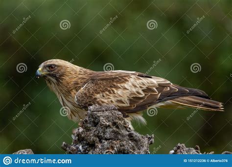 Booted Eagle Hieraaetus Pennatus In The Nature, Spain Stock Photo ...