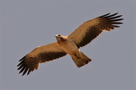 Booted Eagle in Spain