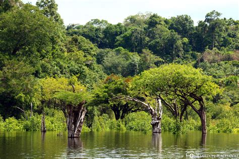 Bootstour im Amazonas & Dschungeltour  Reisebericht ...