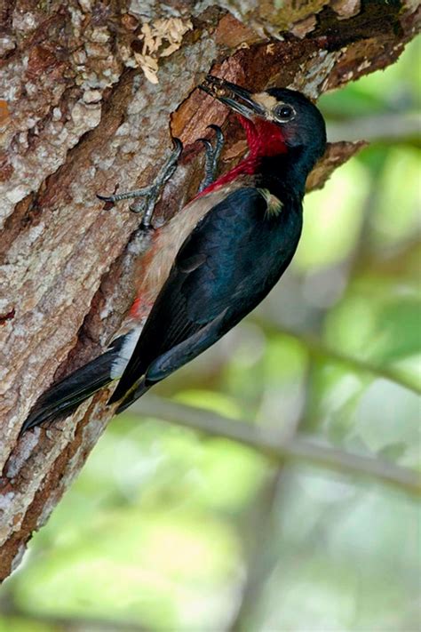 Boriken 365 | Pájaro Carpintero de Puerto Rico alimentando a sus Crías