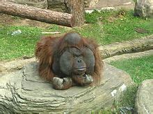 Bornean orangutan   Wikipedia