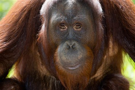 Bornean Orangutan   Zoo Atlanta