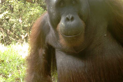 Bornean orangutans travel along the ground