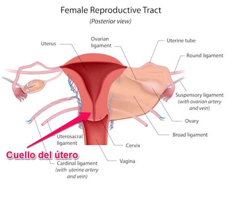 Borramiento del cuello uterino...¿Qué es? » Nadie como mamá