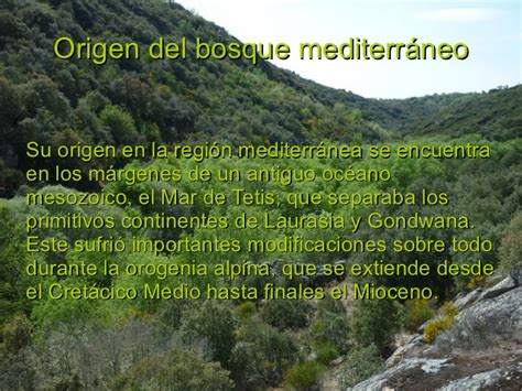 Bosque mediterraneo