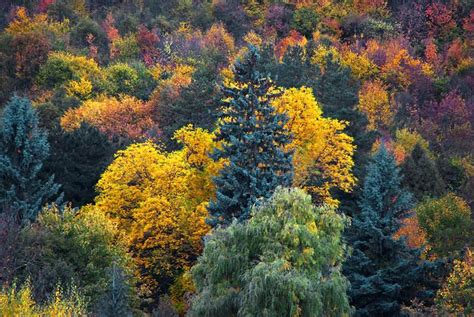 BOSQUE TEMPLADO: características, flora y fauna   Resumen