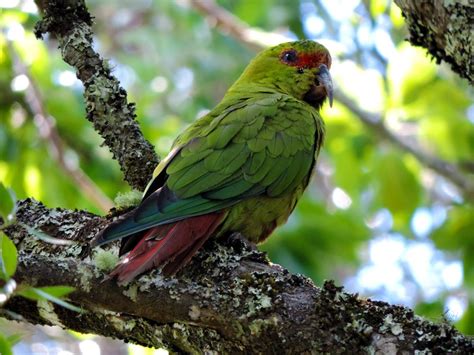 Bosques gondwánicos  I . La fauna del bosque valdiviano. | Aves de ...