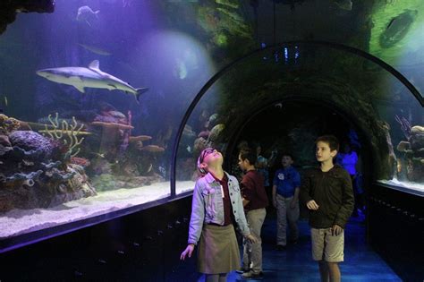 Bossier students get first peek at Shreveport Aquarium ...