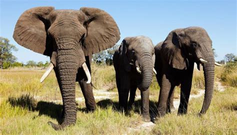 Botsuana anuncia que prohibirá la caza de elefantes ocho ...
