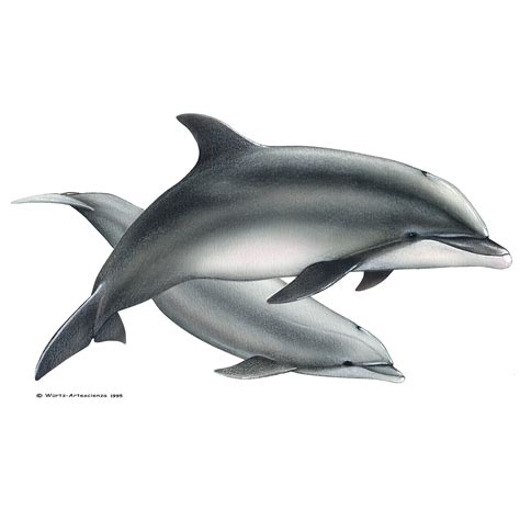 Bottlenose dolphin   Espaço Talassa