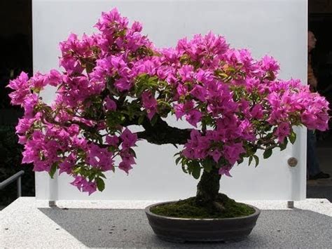 bougainvillea bonsai | bougainvillea bonsai repotting ...