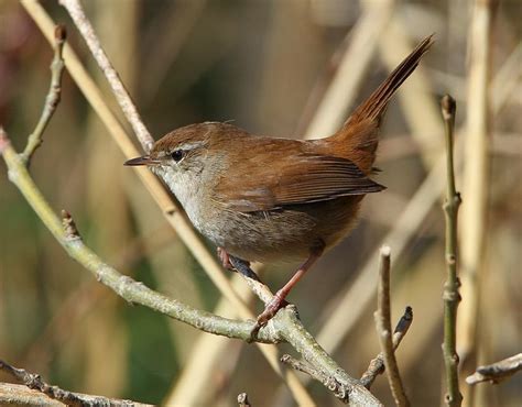 Bouscarle de Cetti   Cettia cetti