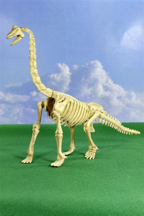 Brachiosaurus Dinosaur Skeleton Photograph by Friedrich Saurer