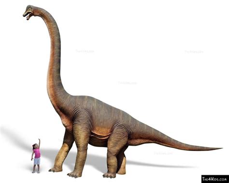 Brachiosaurus, el Cuello Largo | Lanaturaleza.es
