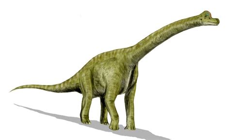 Brachiosaurus   Wikipedia, a enciclopedia libre