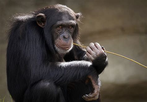 Brain imaging database of nonhuman primates