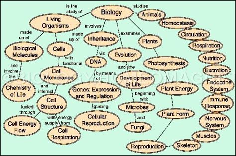 Branches of Biology   Biology for Everybody
