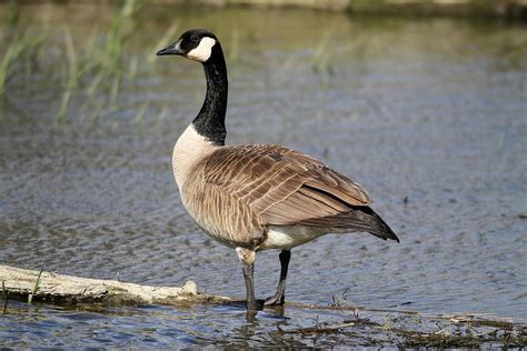 Branta canadensis  Canada Goose . | Canada goose, Canadian ...