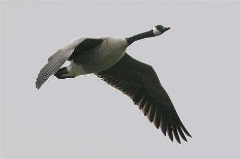 Branta canadensis   The Canada Goose