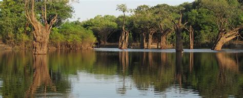 Brasil   Expedición selva amazónica