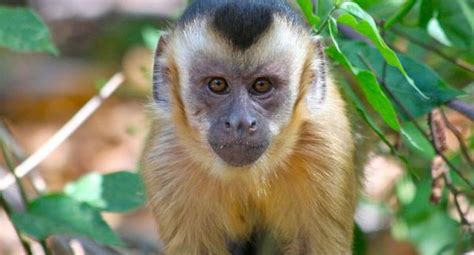 Brasil: miles se oponen a liberación de mono en peligro de ...