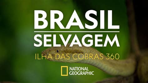 BRASIL SELVAGEM |Ilha das Cobras | 360   YouTube