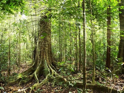 Brazil Announces Massive Plan to Survey Amazon Rainforest ...