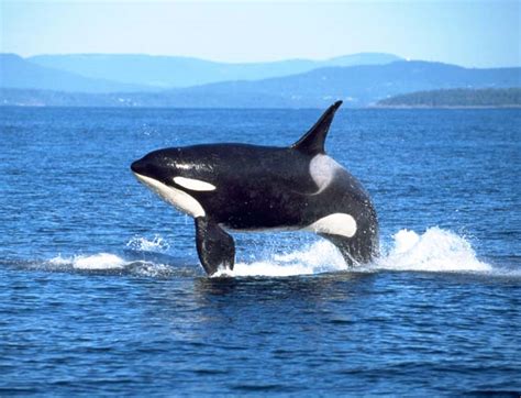 Breaching orca – Orcas – Te Ara Encyclopedia of New Zealand