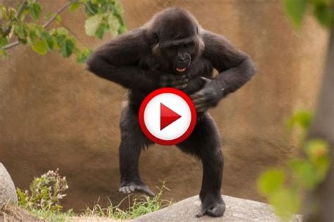 Break Dancing Gorilla At The Zoo Video #animals, #dance, # ...