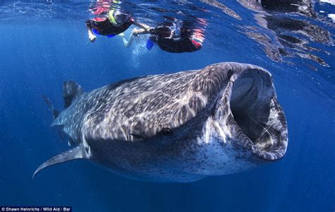Breathtaking images show the beauty of giant whale sharks ...