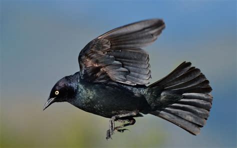 Brewer s Blackbird | Audubon Field Guide