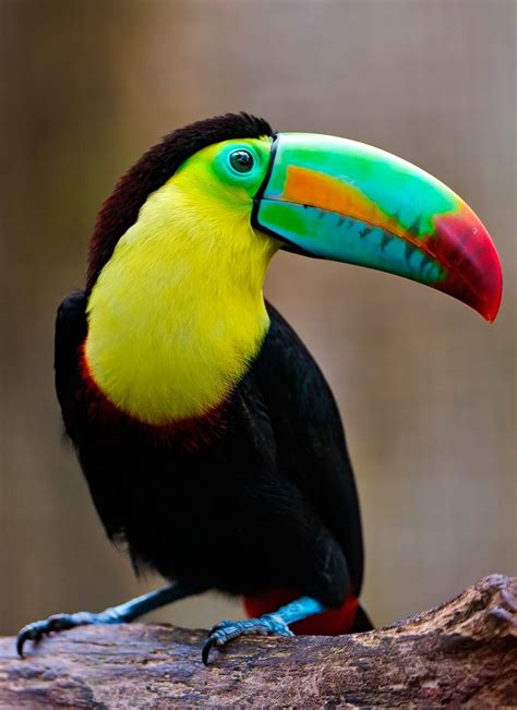 Brilliant Colors Of The Toucans | Beautiful, Birds and ...
