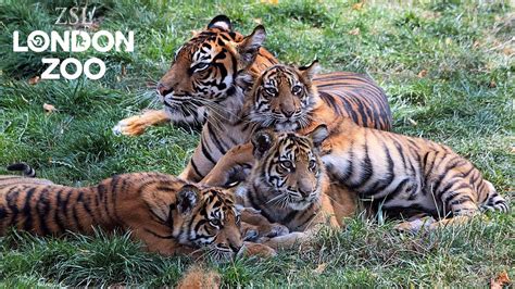 Bring your little cubs to ZSL London Zoo   YouTube