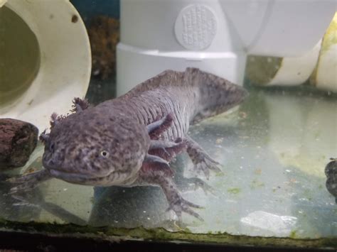 Bringing a new Axolotl Home | Petlife