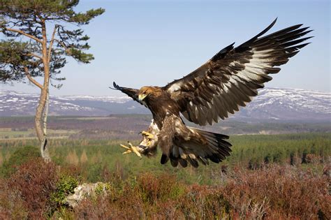 Britain’s birds of prey: The Country Life guide to raptors