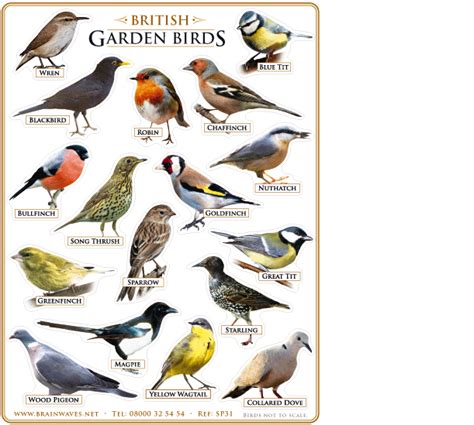 BRITISH GARDEN BIRDS STICKERS | Birds, Pet birds, Backyard ...