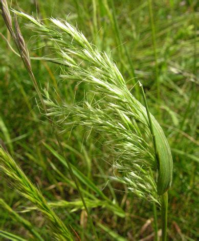 British Wild Plant: Trisetum flavescens Yellow Oat grass