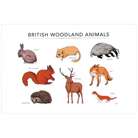British Woodland Animals Print from Hannah Zakari   including a rabbit ...